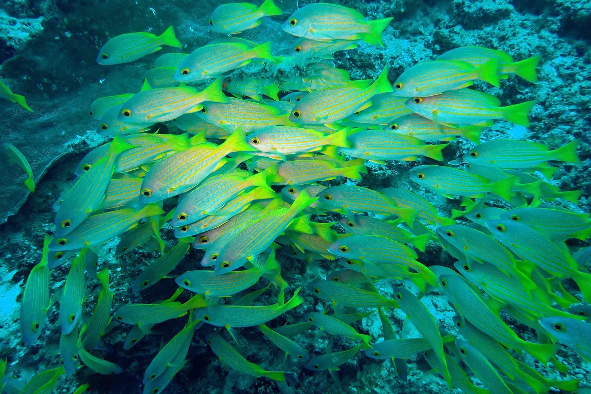 raja-ampat_233809-scaled raja-ampat_233809-scaled